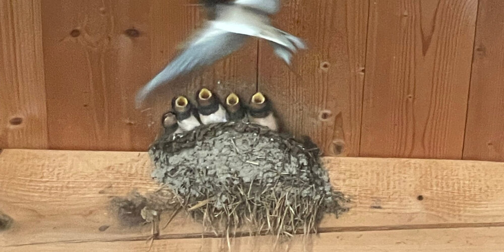 Rauchschwalben beim Nisten.