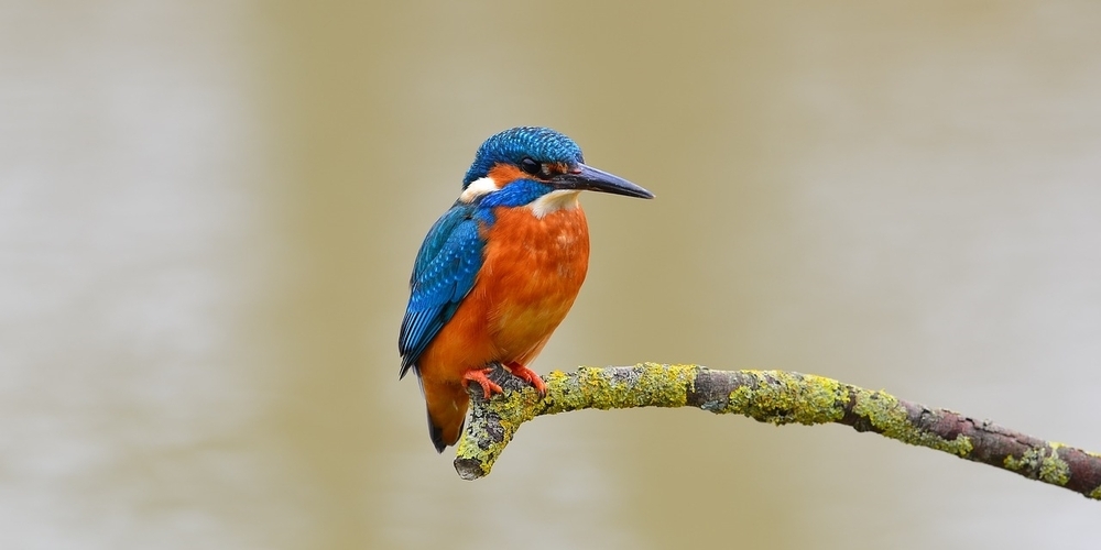 Vogel-des-Jahres-Der-Eisvogel