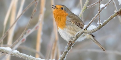 Das Rotkehlchen ist einer unser häufigsten Singvögel und trägt seinen melodiösen, perlenden Gesang sogar im Herbst und Winter vor.