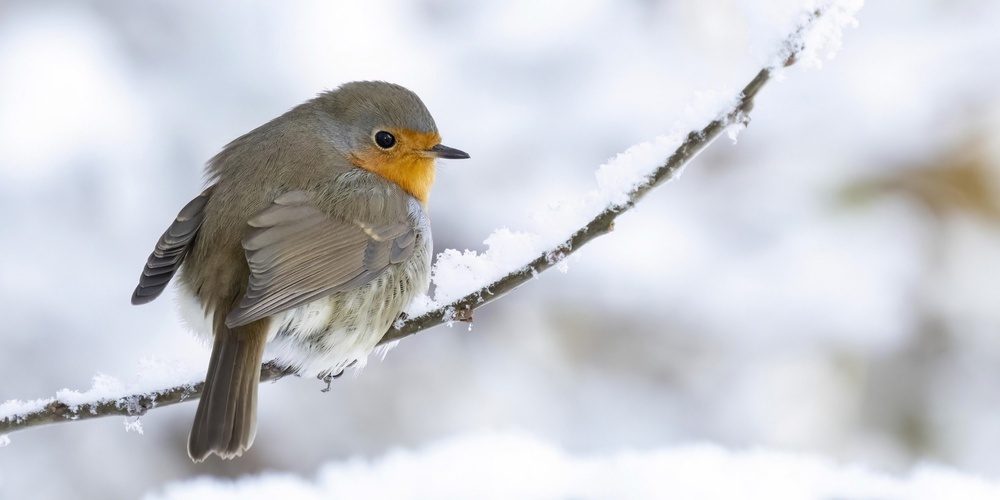Die Rotkehlchen, die im Winter bei uns sind, sind nicht dieselben wie die Brutvögel im Frühling und Sommer.