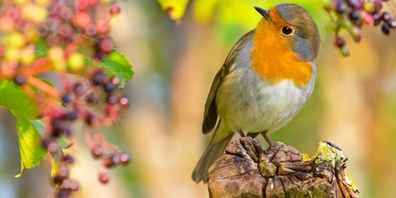 BILD NUR FÜR DIESE MEDIENMITTEILUNG VON BIRDLIFE VERWENDEN! Rotkehlchen sind auf Insekten und andere Kleintiere angewiesen. Im Herbst fressen sie auch gerne Beeren von einheimischen Sträuchern.