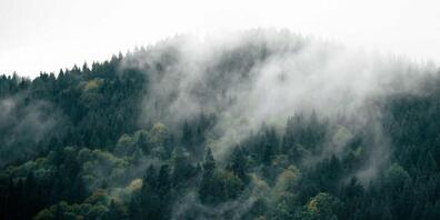 Im Kanton Glarus soll der Wald besser vor dem Klimawandel geschützt werden.