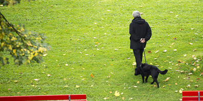 In der Stadt Zürich gibt es immer mehr Hunde - damit nimmt die Stadt auch mehr Hundesteuern ein. (Symbolbild)