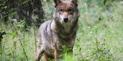 Möglicherweise wurde im Kanton Zürich erneut ein Wolf gesichtet. (Symbolbild)
