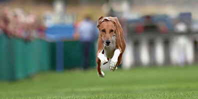 Auf dem Rossriet sind die Windhunde am Start.