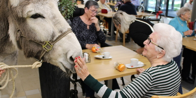 Die Gäste hatten während des Samichlaus-Besuchs in der Tertianum Rosenau insbesondere an den beiden zahmen Eselsstuten «Aischa» und «Blanca» ihre grosse Freude. 