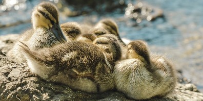 Eine Entenfamilie ruht sich am Ufer aus.