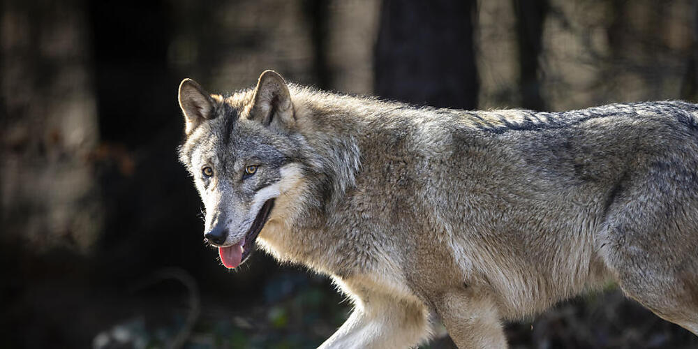 Ein Wolf im Wildpark Bruderhaus. (Archivaufnahme)
