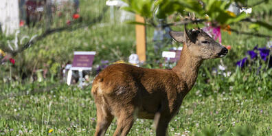 Das Vertreiben der Winterthurer Friedhofs-Rehe war offenbar nicht nachhaltig. Im Bild ein Reh auf dem Basler Friedhof am Hörnli.