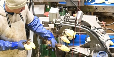 Die Bio-Chicorée-Produktion in der Schweiz hat Potenzial. 