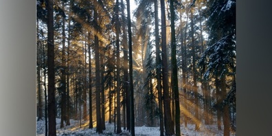 Sonnenuntergang im Wald. (Symbolbild)