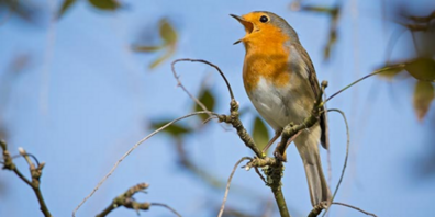 Mit seinem leuchtenden, orangeroten Brustfleck und dem perlenden, melodiösen Gesang ist das Rotkehlchen ein vertrauter Begleiter in unseren Gärten und Wäldern und der Vogel des Jahres 2025.