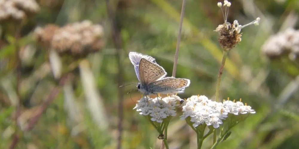 Bioterra hat die Wiesen-Schafgarbe zur Biodiversitäts-Botschafterin für das Jahr 2025 gekürt. 