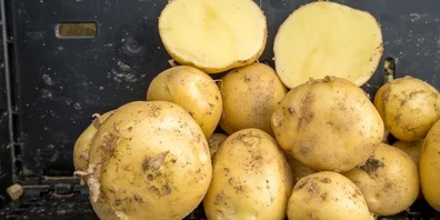 Kartoffelsorte Gaya.