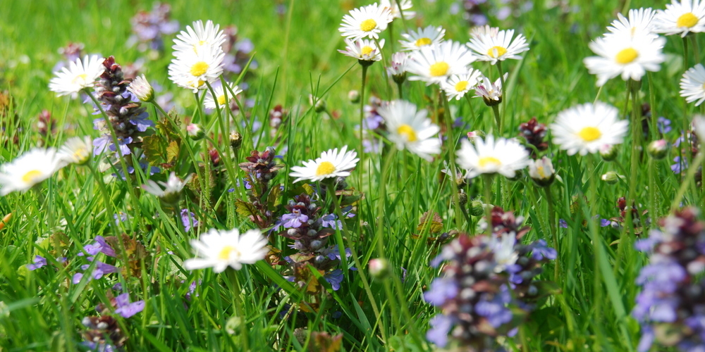 Blumenwiesen können jetzt ausgesät werden. Sie bieten vielen Insekten Schutz und sind ihnen Nahrungsquelle. 