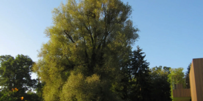 Die Silber-Weide ist für Wildbienen und andere Insekten, die bereits früh im Jahr unterwegs sind, eine wichtige Nahrungsquelle.