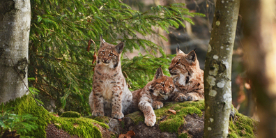 Erfahren Sie am Webinar vom 11.06.25 am Tag des Luchses mehr darüber, was der Luchs in der Schweiz zum Überleben benötigt