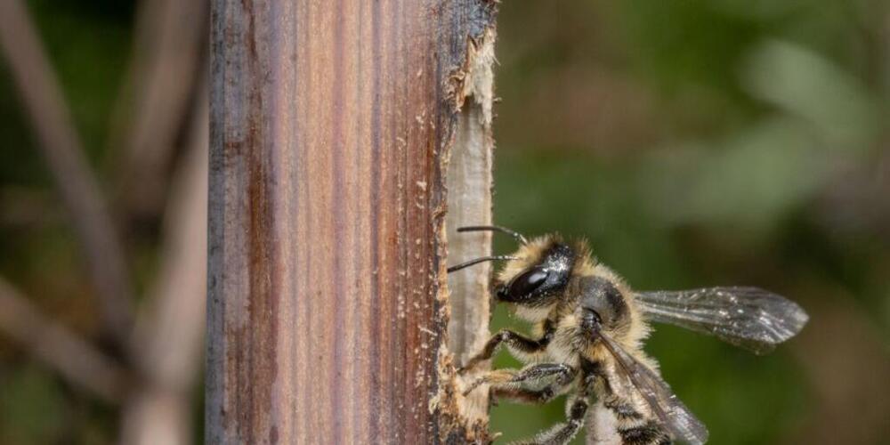 Die Stängel-Blattschneiderbiene ist vom Aussterben bedroht. Der Bündner Parc Ela will die fast ausschliesslich in Graubünden lebende Biene nun retten.
