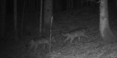 Noch ist unklar, ob es sich um ein Wolfspaar handelt.