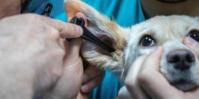 Finden die Kritiker Gehör: Das Tierspital Zürich befindet sich im Erklärungsnotstand.
