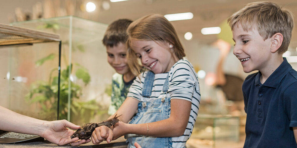 Nicht alle Eierleger in der Sonderausstellung «Allerlei rund ums Ei» tragen ein Federkleid. Mit bis zu 30 Zentimetern Körperlänge zählen die Grossen Achatschnecken zu den grössten Landschnecken der Welt