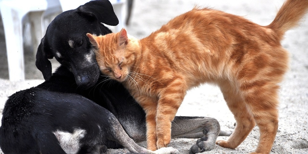 Auch ältere Katzen brauchen Streicheleinheiten.