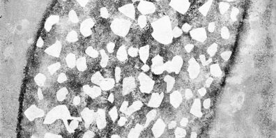 Werk von Roland Büchler