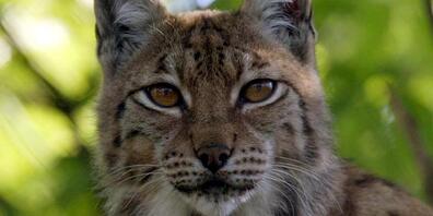 In Schinznach AG ist in einem Waldstück ein mutmasslich erschossener Luchs tot aufgefunden worden. Der Kanton Aargau reichte eine Strafanzeige gegen Unbekannt ein. Der Luchs ist streng geschützt. (Archivbild)