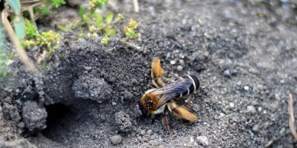 Hosenbienen legen ihre Nester in Sand oder lockerer Erde.