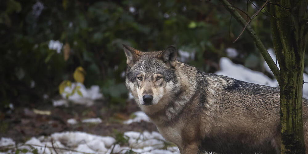 Im Kanton Graubünden töteten Wölfe im Jahr 2024 weniger Nutztiere als im Jahr 2023. (Symbolbild)