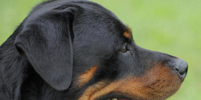 Das Zürcher Verwaltungsgericht gewährt keine aufschiebende Wirkung beim Rottweiler-Verbot. Ob das Verbot zu recht erfolgte, entschied das Gericht noch nicht.  (Symbolbild)