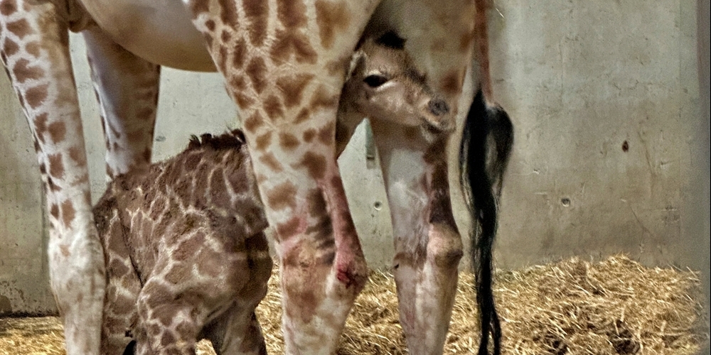 Die Zoo-Familie in Rapperswil hat Zuwachs bekommen: Ein Giraffenbulle ist vor einigen Tagen zur Welt gekommen.