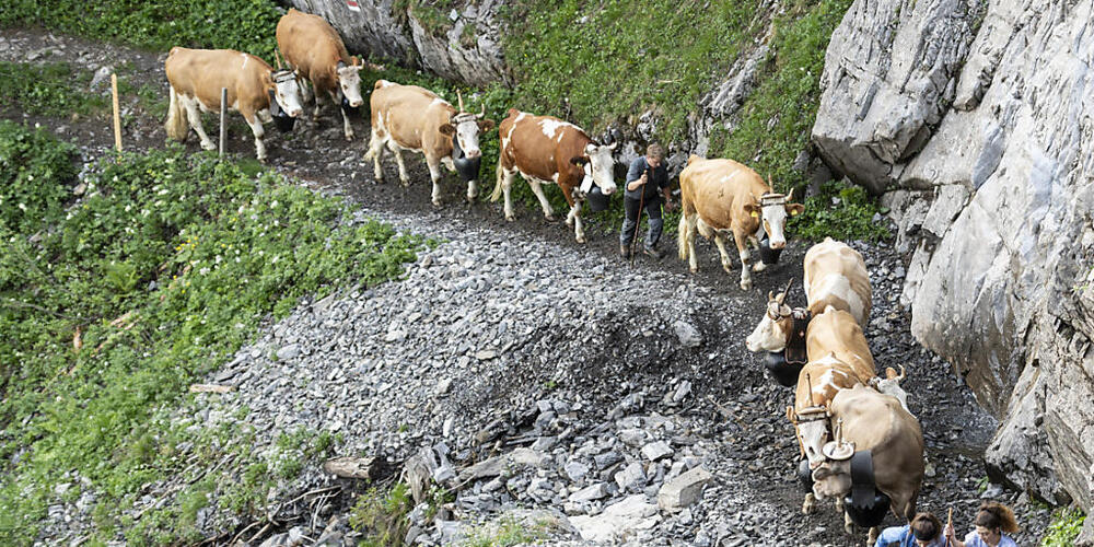 Als mögliche Infektionsquelle für die Rinder gilt der Aufenthalt auf Alpen. (Archivbild)