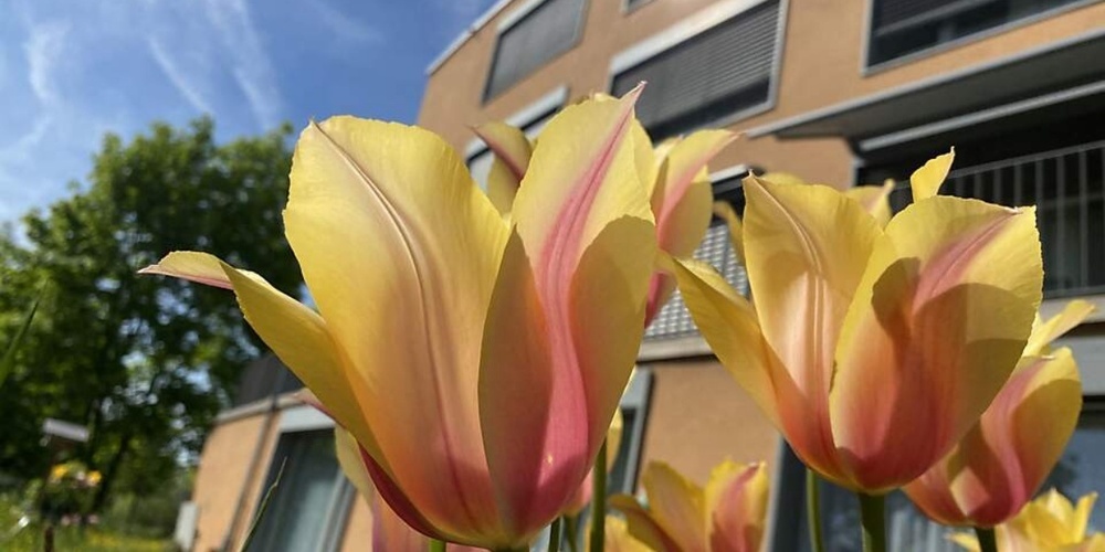 Der Gemeinderat plant, das Zentrum Breitenhof samt Betreuungsangeboten aus der Verwaltung auszugliedern und in eine eigenständige Organisation zu überführen. 