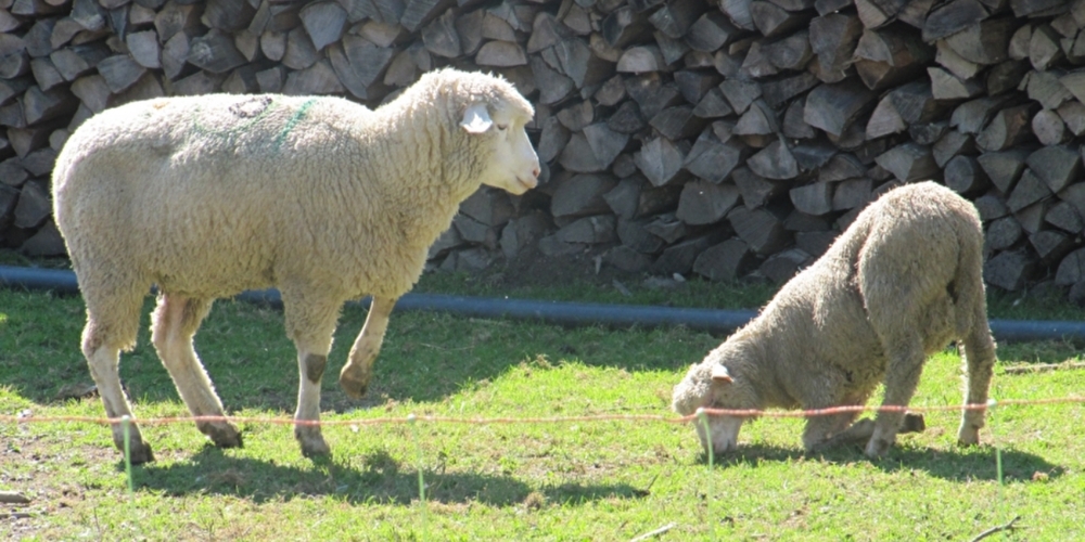 Moderhinke ist eine ansteckende und schmerzhafte Klauenkrankheit, von der jedes vierte Schaf in der Schweiz betroffen ist. (Themenbild)