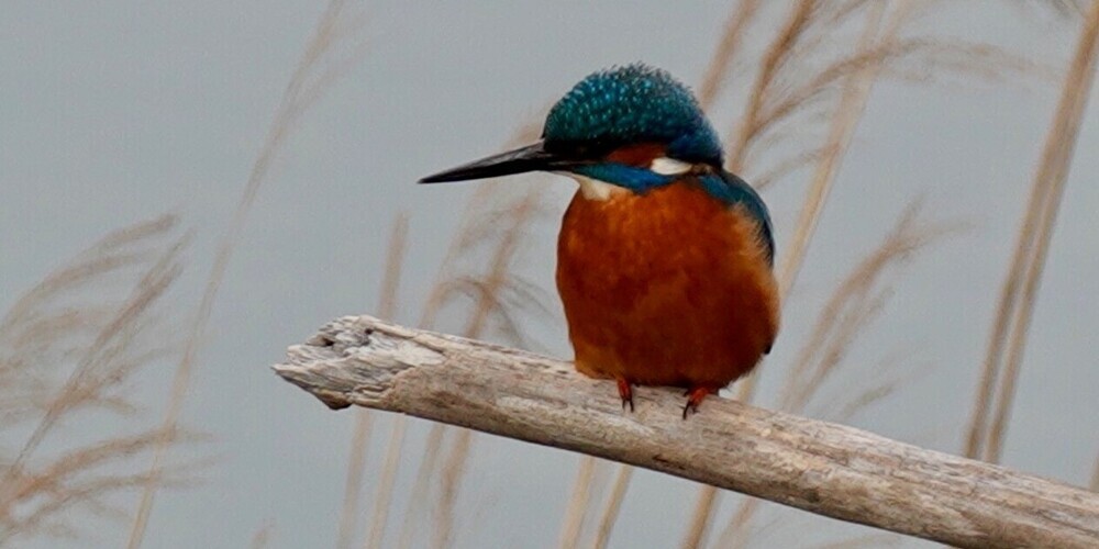 Eisvogel.