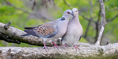 Dieses Turteltauben-Paar tauscht Zärtlichkeiten aus – allerdings finden heute viele Turteltauben keinen Partner mehr, weil die industrialisierte Landwirtschaft ihnen vielerorts nicht mehr genug Nahrung lässt.