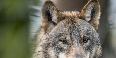 Die SVP Kanton Schwyz hat ihre Wolfs-Initiative zurückgezogen. (Symbolbild)