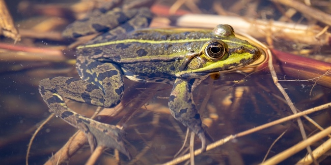 Amphibien sollen vom Förderprojekt profitieren. 