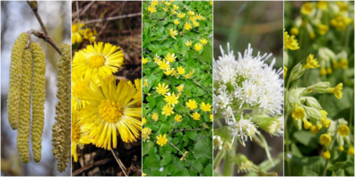 Haselnuss, Huflattich, Schafbockskraut, Pestwurz, Schlüsselblume.