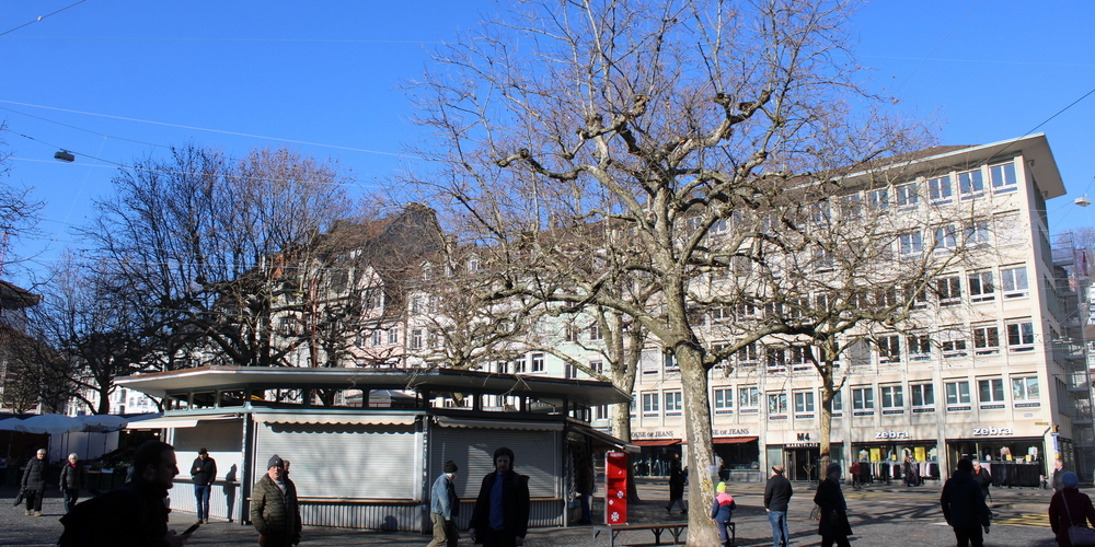 Die Platane Nummer 13 steht seit 74 Jahren zwischen Rondelle und unterer Marktgasse auf dem Marktplatz. Und der drittgrösste Baum auf dem Platz könnte dies noch weitere Jahrzehnte tun