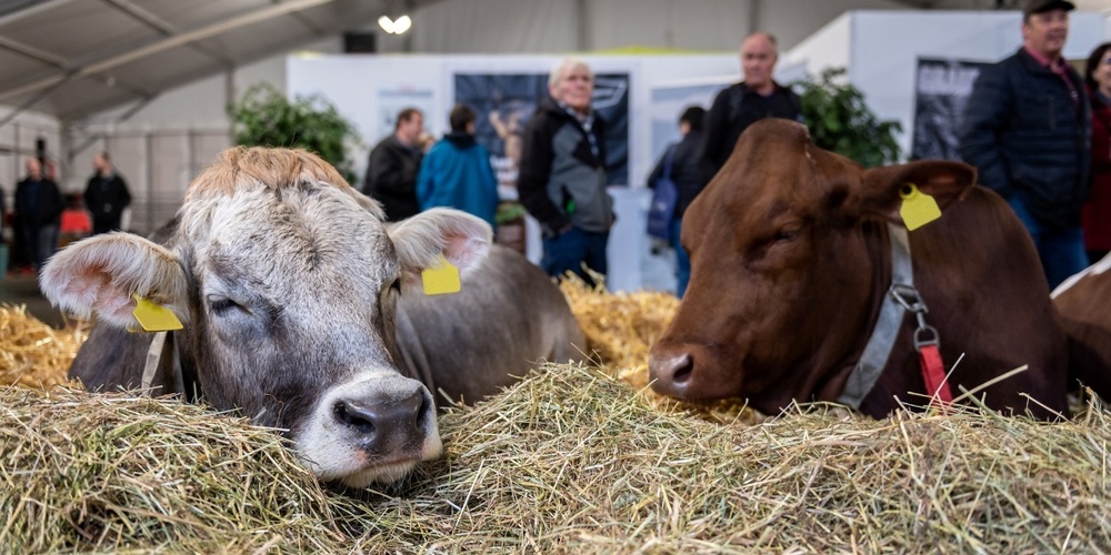 Kühe sind in der Landwirtschaft nicht wegzudenken.