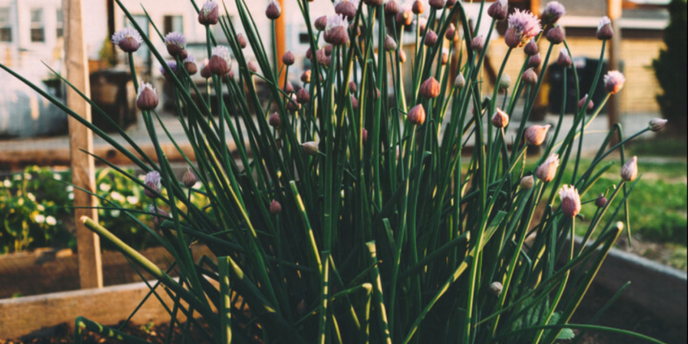 Am 2. Mai beginnt die neue Saison des lokalen Abendmarkts.