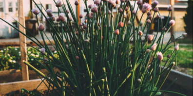 Am 2. Mai beginnt die neue Saison des lokalen Abendmarkts.