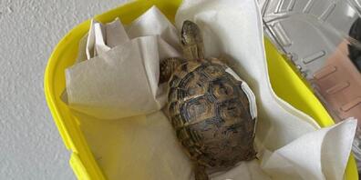 Eine seit fünf Jahren vermisste Schildkröte wurde am Mittwoch in Schaffhausen ihrer Besitzerin zurückgegeben.