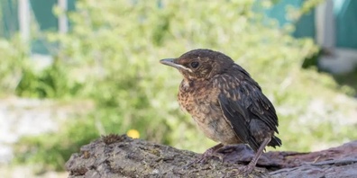 Diese junge Amsel hat bereits das Nest verlassen, ist jedoch noch nicht selbstständig. In der Natur würde sie von ihren Eltern weiterhin betreut.