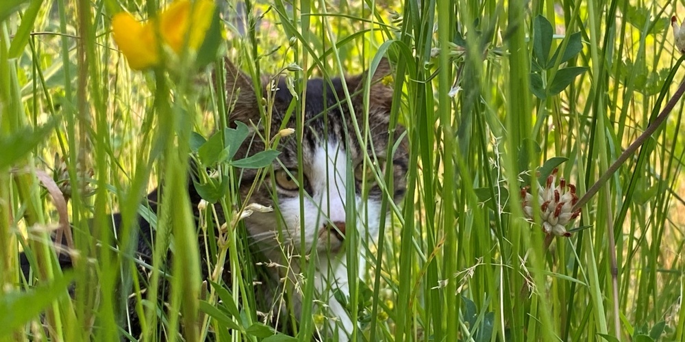 Auch Katzen verstecken sich gerne im hohen Gras. 