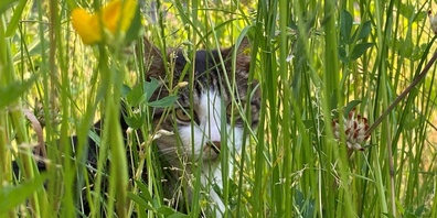 Auch Katzen verstecken sich gerne im hohen Gras. 