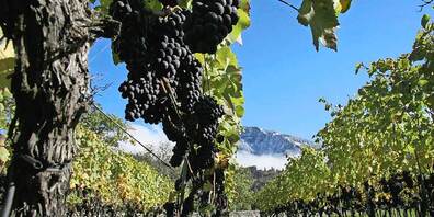 Die Basis für einen feinen Bündner Tropfen.