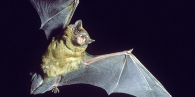 Wussten Sie, dass eine einzige Fledermaus pro Nacht bis zu 3000 Mücken vertilgen kann? Ein echter Insektenvernichter mit Supergehör!